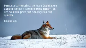 Porque a carne cobiça contra o Espírito, e o Espírito contra a carne; e estes opõem-se um ao outro, para que não façais o que quereis. Gálatas 5:17